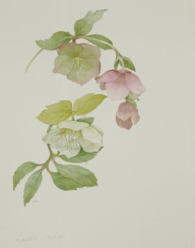 Helleborus orientalis et Helleborus niger - Sarah Creswell